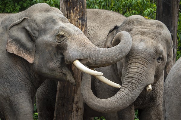 Two Asian elephant