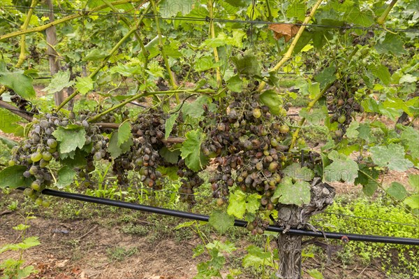 Grape diseases