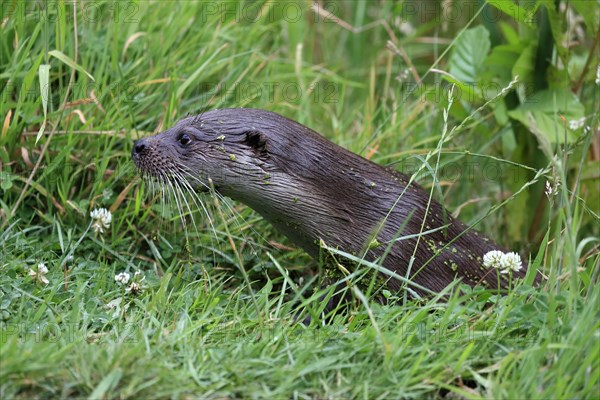 European otter