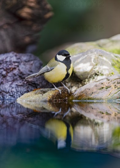 Great Tit