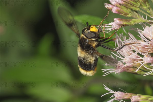 Variegated fur hoverfly