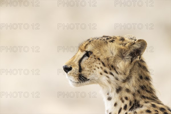 Cheetah