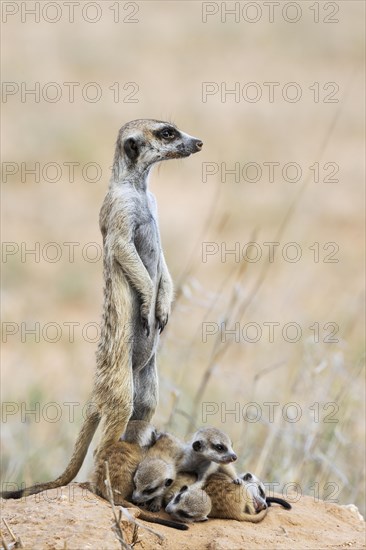 Suricate