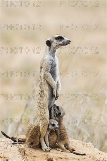 Suricate