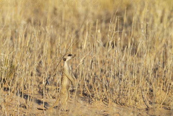 Suricate