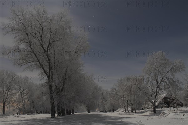 Snow-covered trees on a full moon night