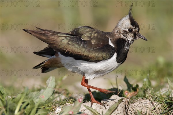 Northern lapwing