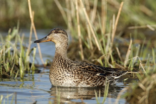 Eurasian teal