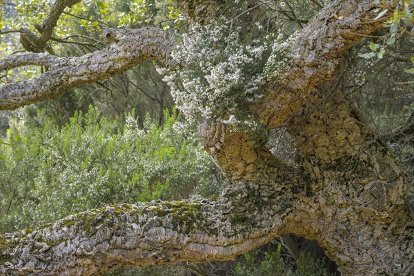 Cork oak