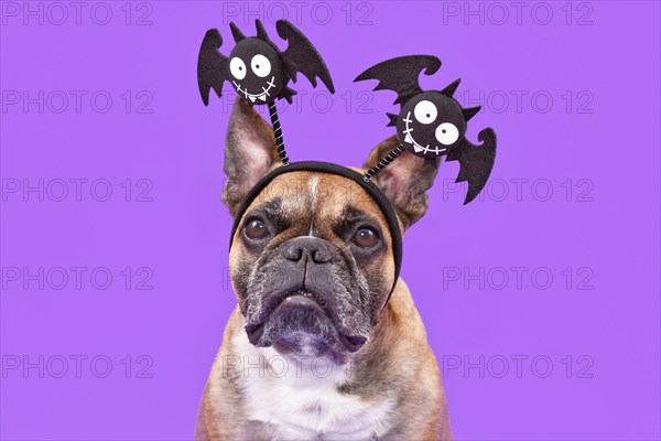 Cute French Bulldog dog wearing funny Halloween headbands with smiling bats on purple studio background