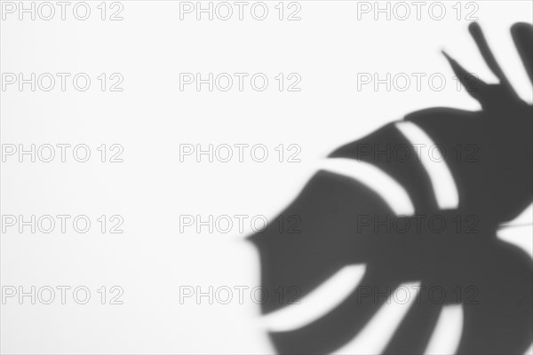 Abstract background texture shadows leaf white backdrop