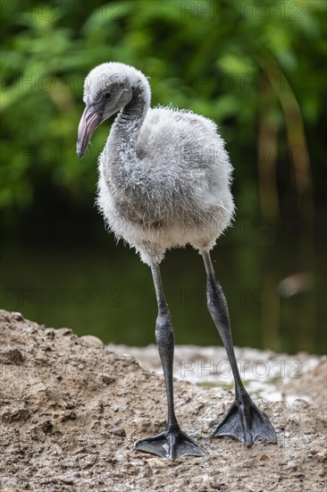 American flamingo