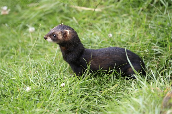 European polecat