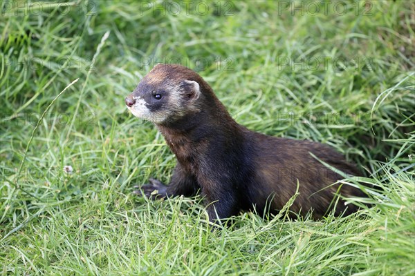 European polecat