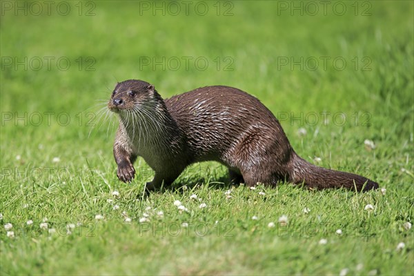 European otter