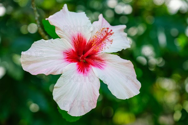 (Hibiscus syriacus) tropical white flower in a garden close up. It is a national flower of South Korea