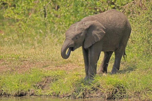 African elephant