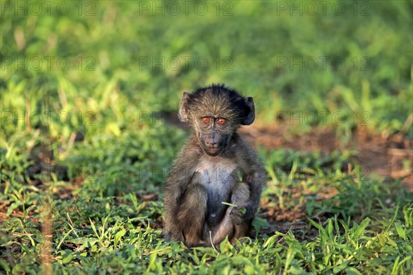 Bear baboon