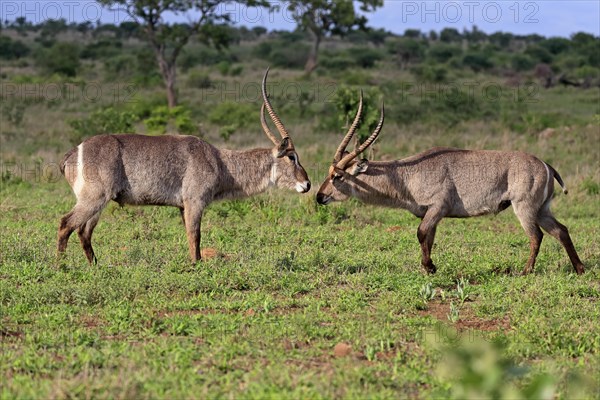 Ellipsen waterbuck