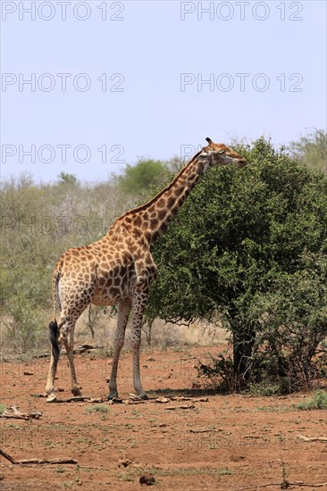 Southern giraffe