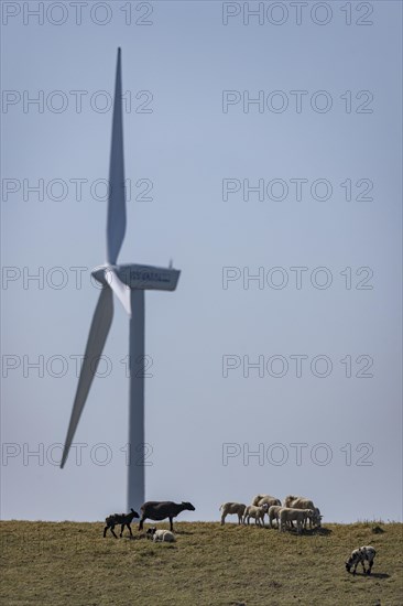 Sheep standing on a dike by the sea in front of a wind turbine for wind energy