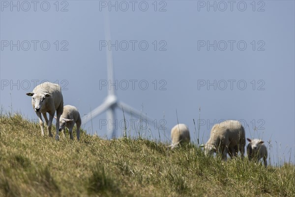 A flock of sheep