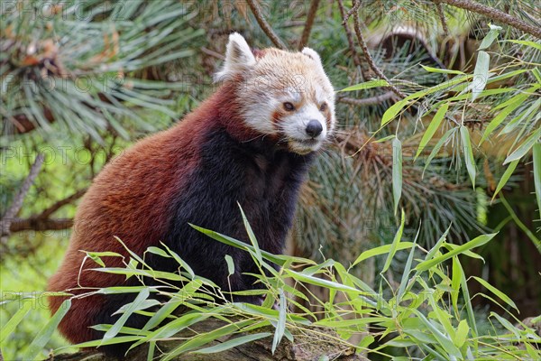 Red panda