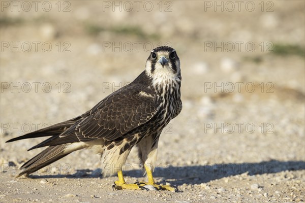 Lanner Falcon