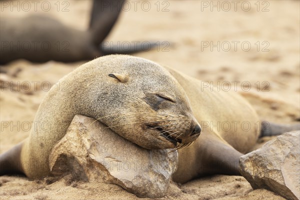 Cape Fur Seal