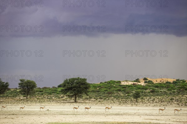 Springbok