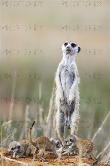 Suricate