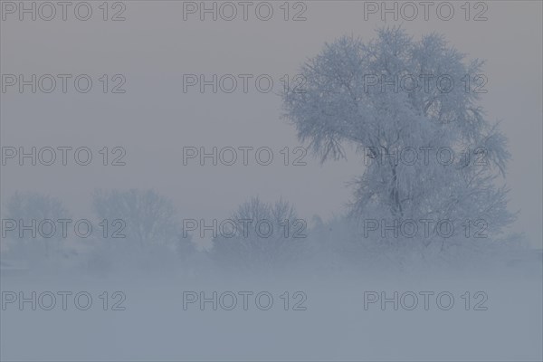 Foggy atmosphere with hoarfrost on the Weser island of Strohauser Plate