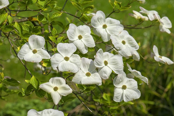 Flowering dogwood