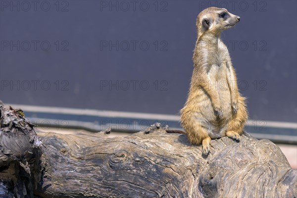 Meerkat