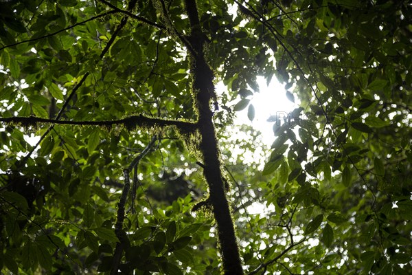 Low angle view tree branch with moss costa rica rainforest