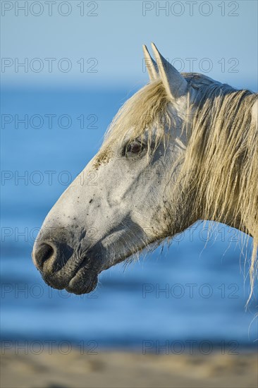 Camargue horse