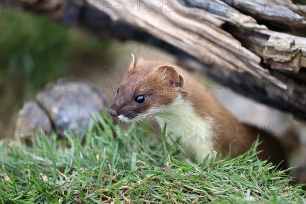 Ermine