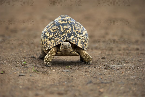 Leopard tortoise