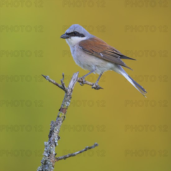 Red-backed Shrike