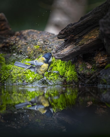 Great tit