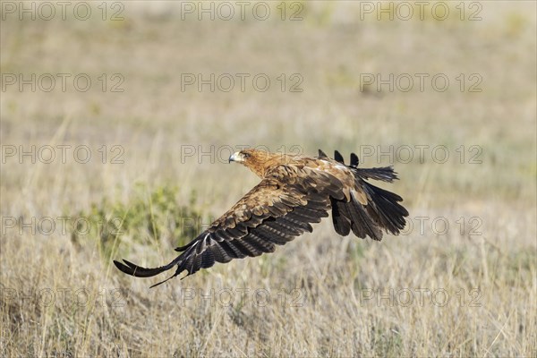 Tawny Eagle