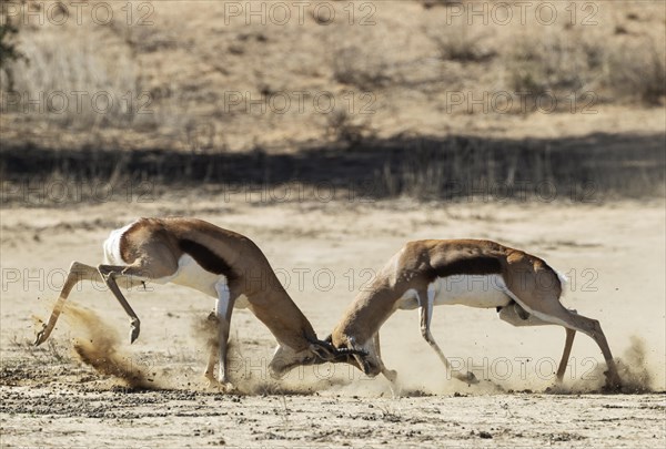 Springbok