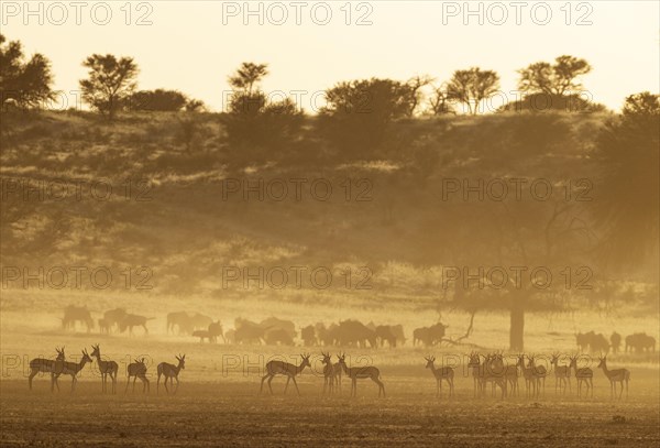 Springbok