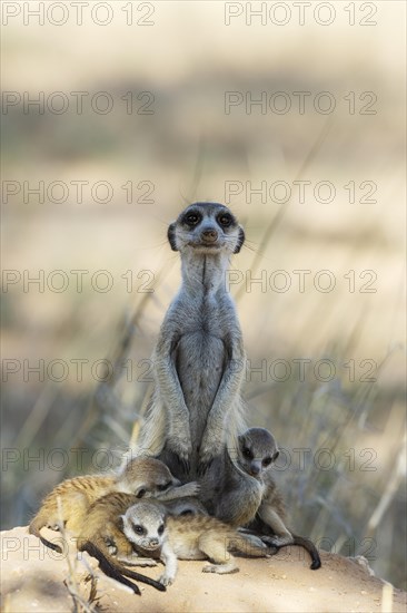 Suricate