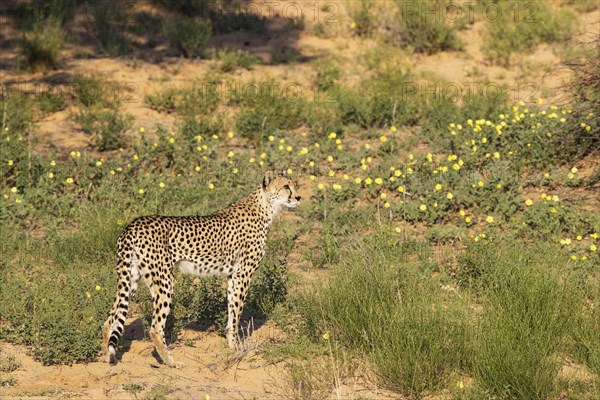 Cheetah