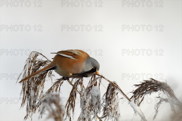 Bearded reedling