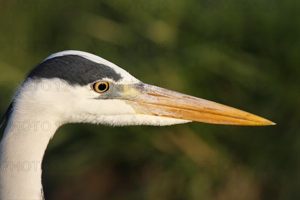 Grey heron