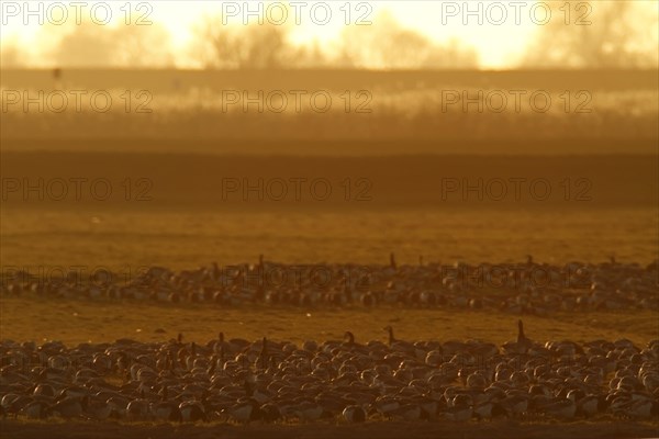 Barnacle Goose