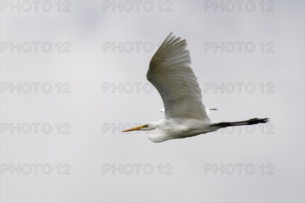 Great egret