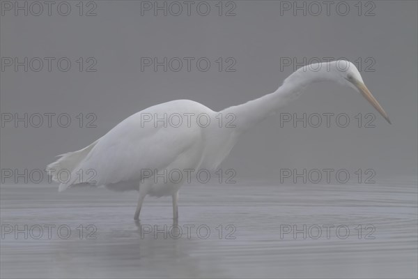 Great egret